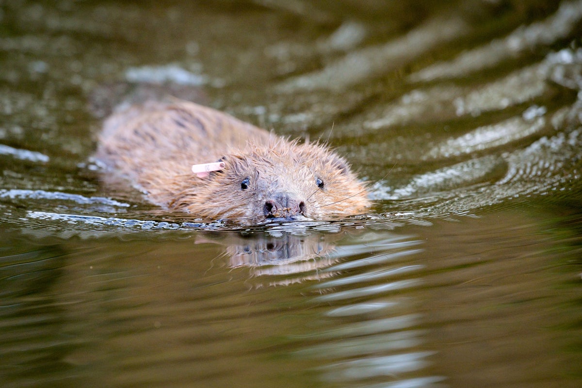 La famille Castor sera transférée au Loch Lomond