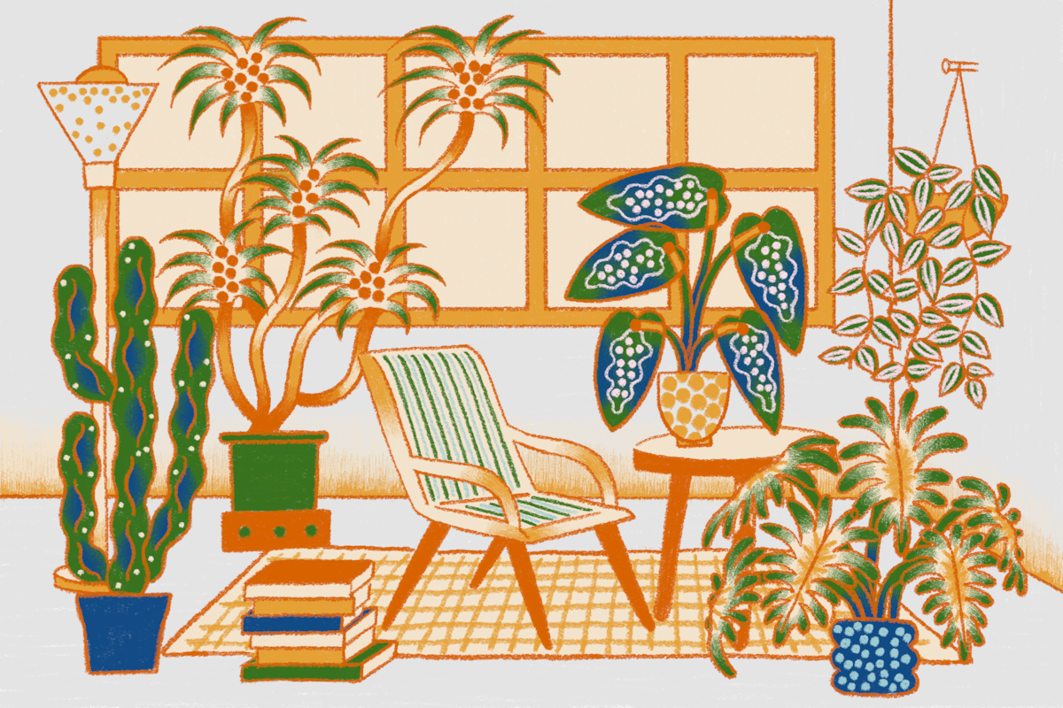 Quelle plante d'intérieur vous convient le mieux ?  Répondez à notre questionnaire !