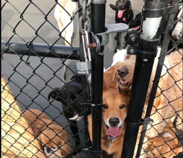 Le Dog Resort était en feu.  Les voisins se sont précipités à la rescousse.