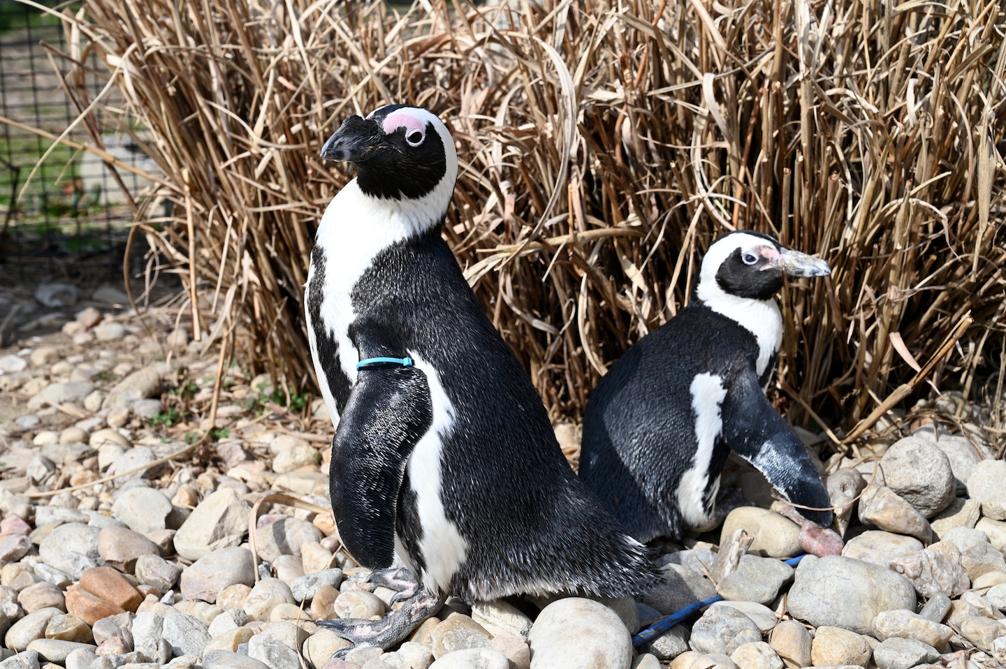 Le plus vieux pingouin africain du monde fête ses 43 ans au zoo de Richmond.  Son compagnon a 13 ans.
