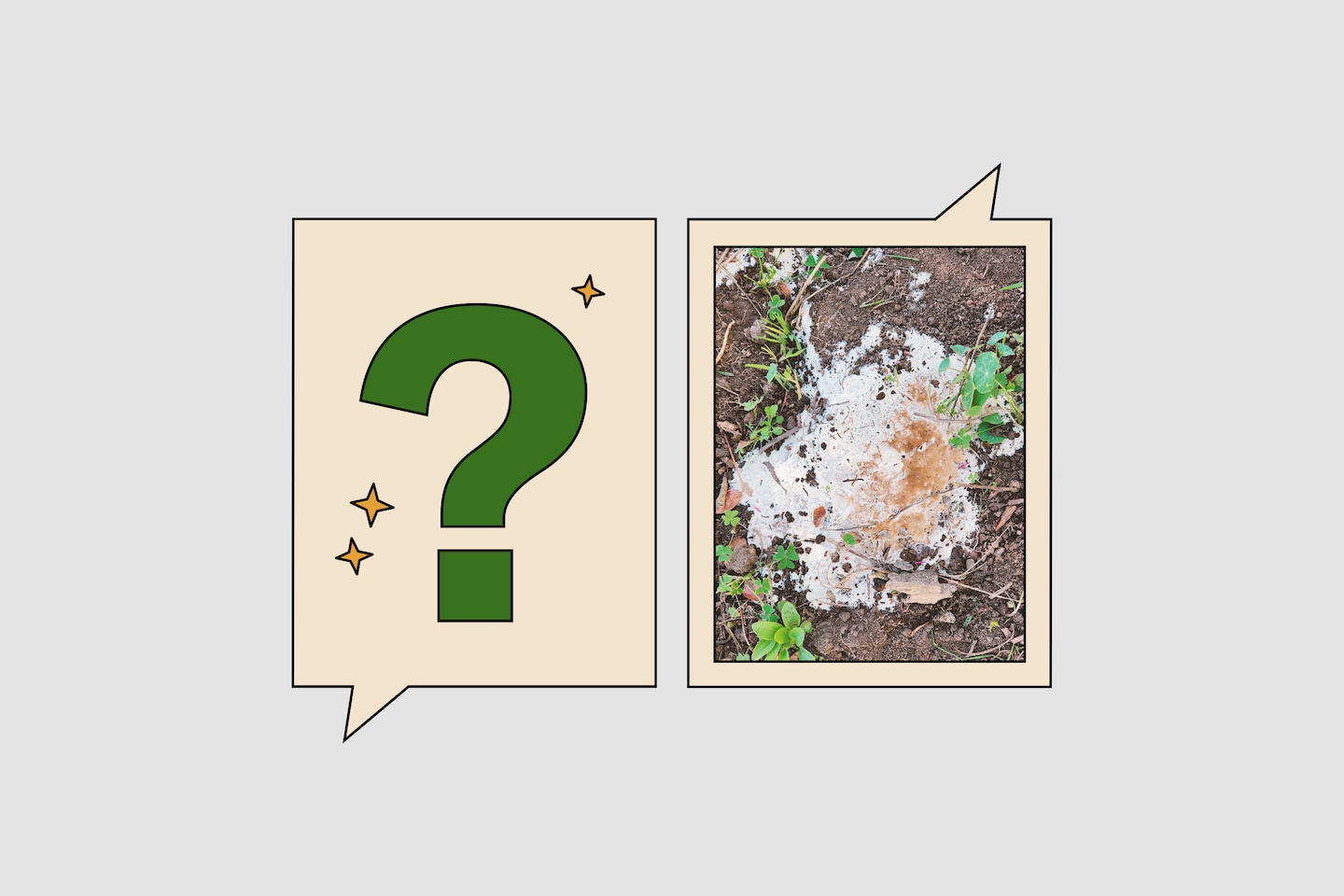 Que faire lorsque des champignons lignivores envahissent votre maison