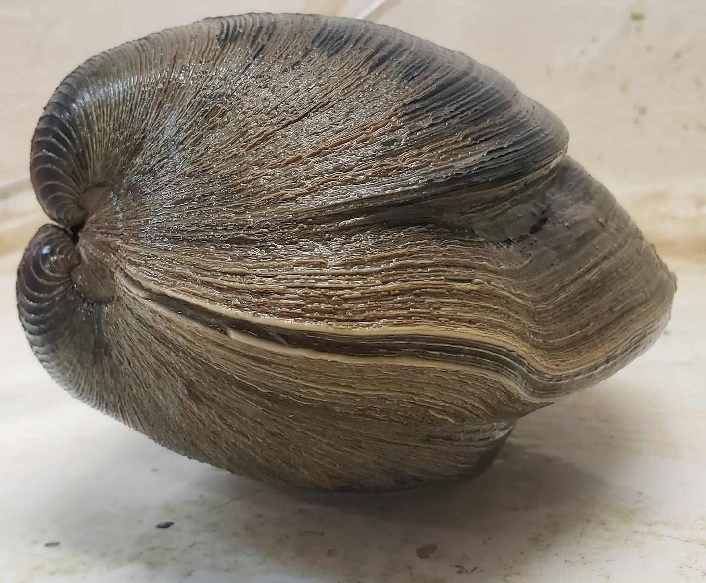 Il a trouvé une palourde peut-être née en 1809;  l'a nommé 'Abra-clam Lincoln'
