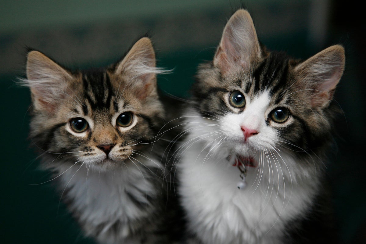 Les ministres ont envisagé d'abattre les chats de compagnie au début de la pandémie, déclare Lord Bethell