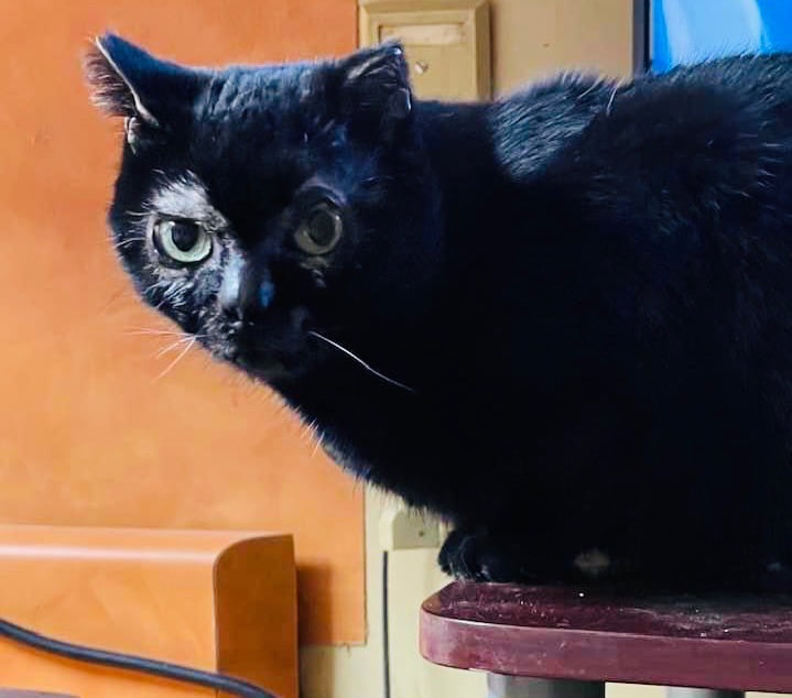 Le chat disparu Inky retrouvé après s'être caché dans des meubles qui ont été rendus