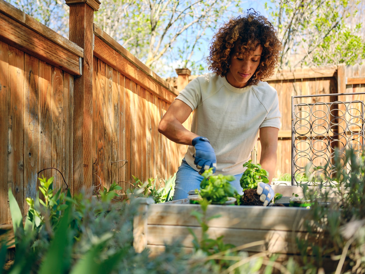 Les jardins potagers offrent des aliments frais de saison et de la camaraderie