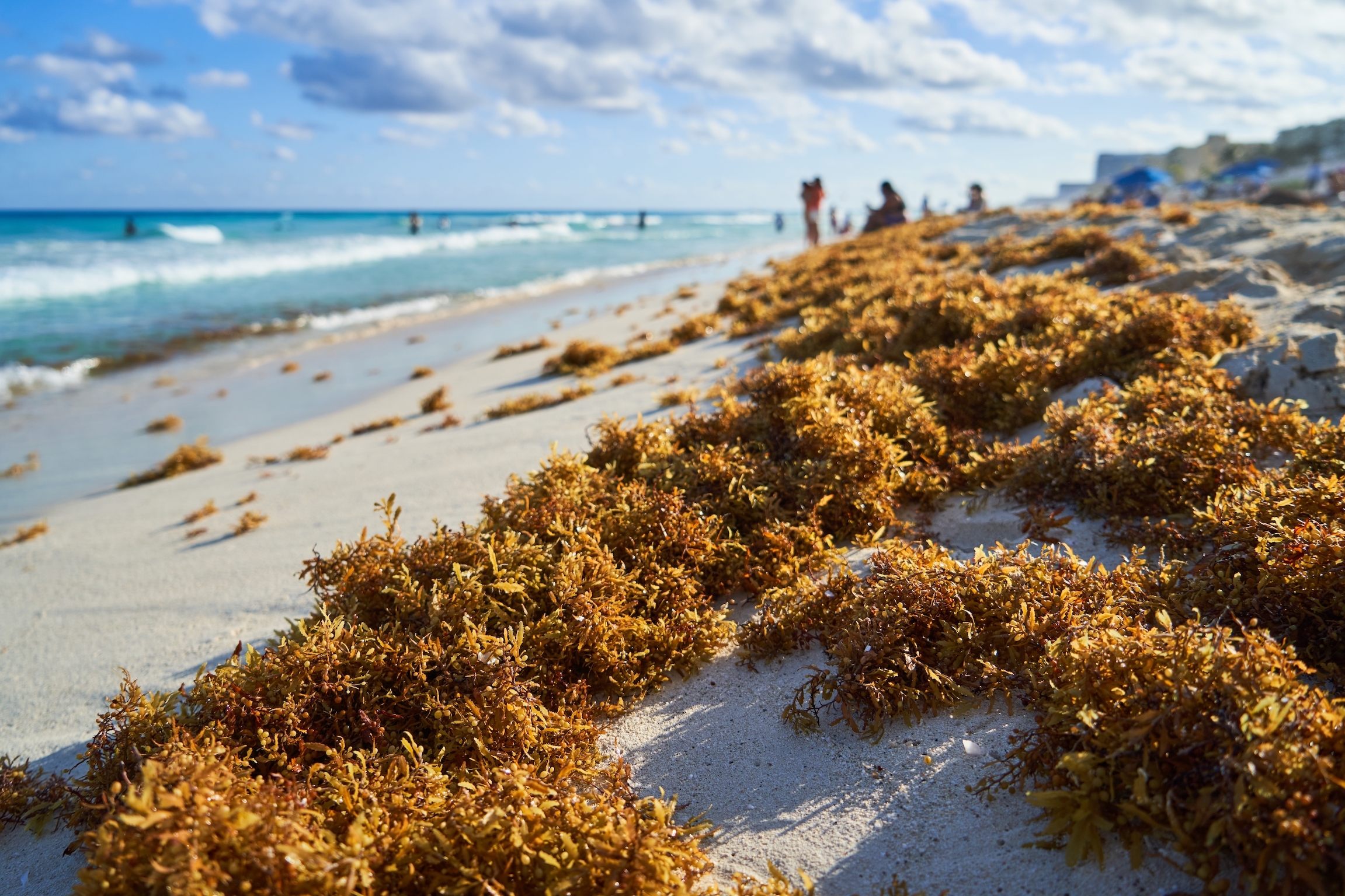 Une goutte d'algues de 5 000 milles de large frappe les plages de Floride