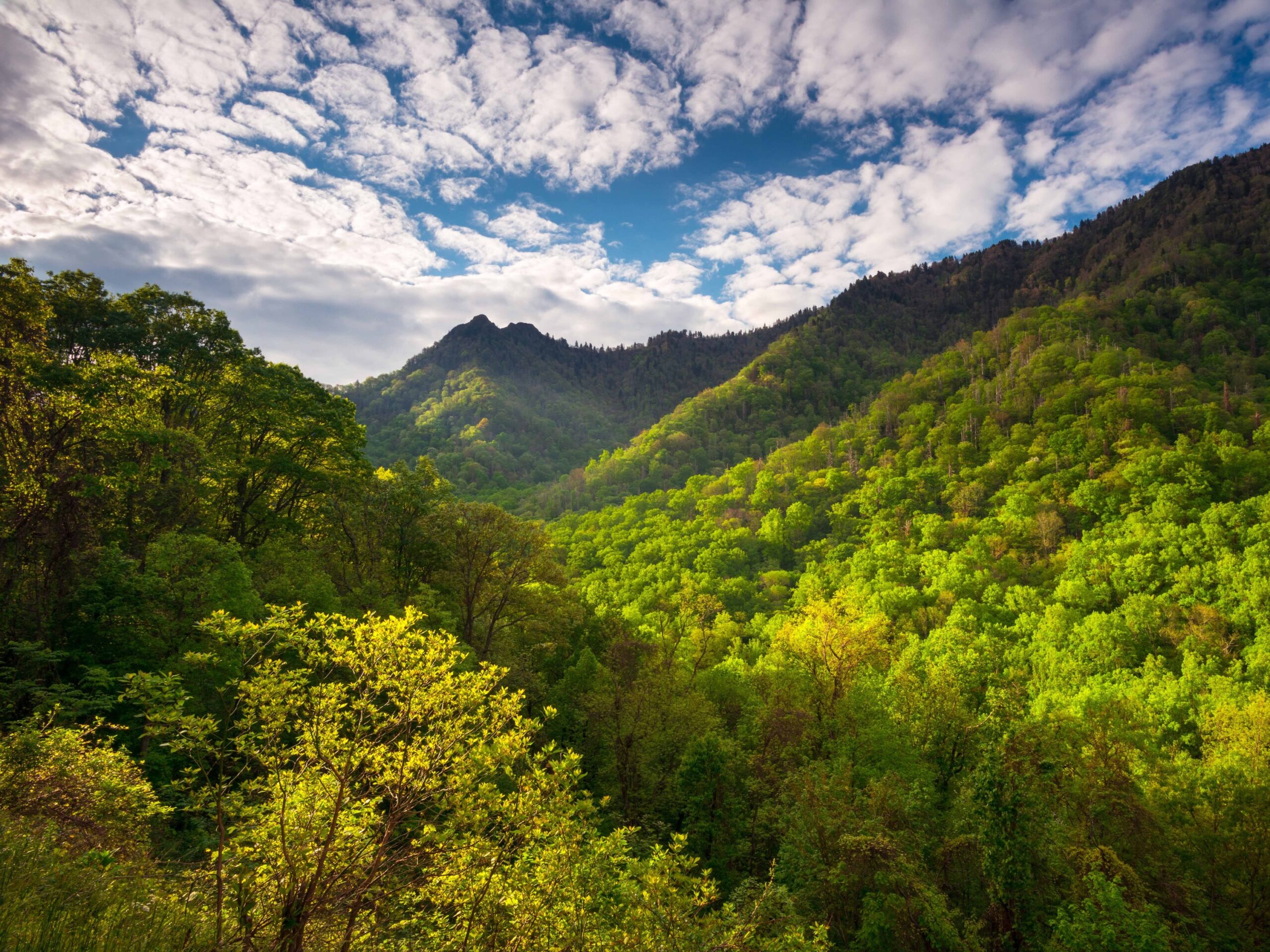 Un magnifique spectacle de lumières de lucioles arrive dans les Great Smoky Mountains