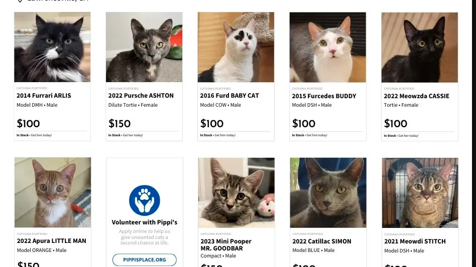 Comment un sauveteur de chats a créé une éclaboussure sur Internet avec une campagne d'adoption "CatVana"