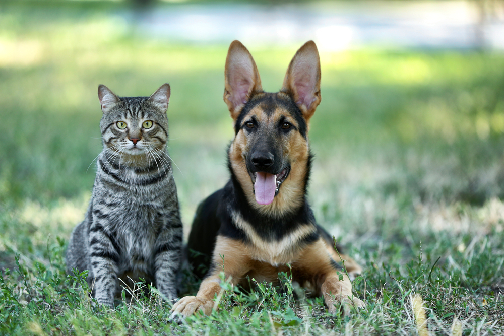 C'est le meilleur moment pour souscrire une assurance pour animaux de compagnie