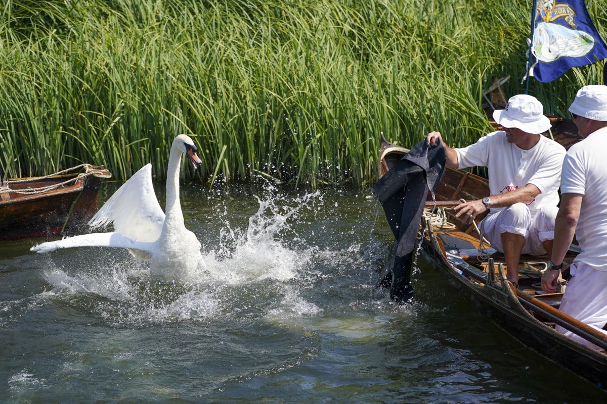 Le premier Swan Upping du règne de King aura lieu en juillet