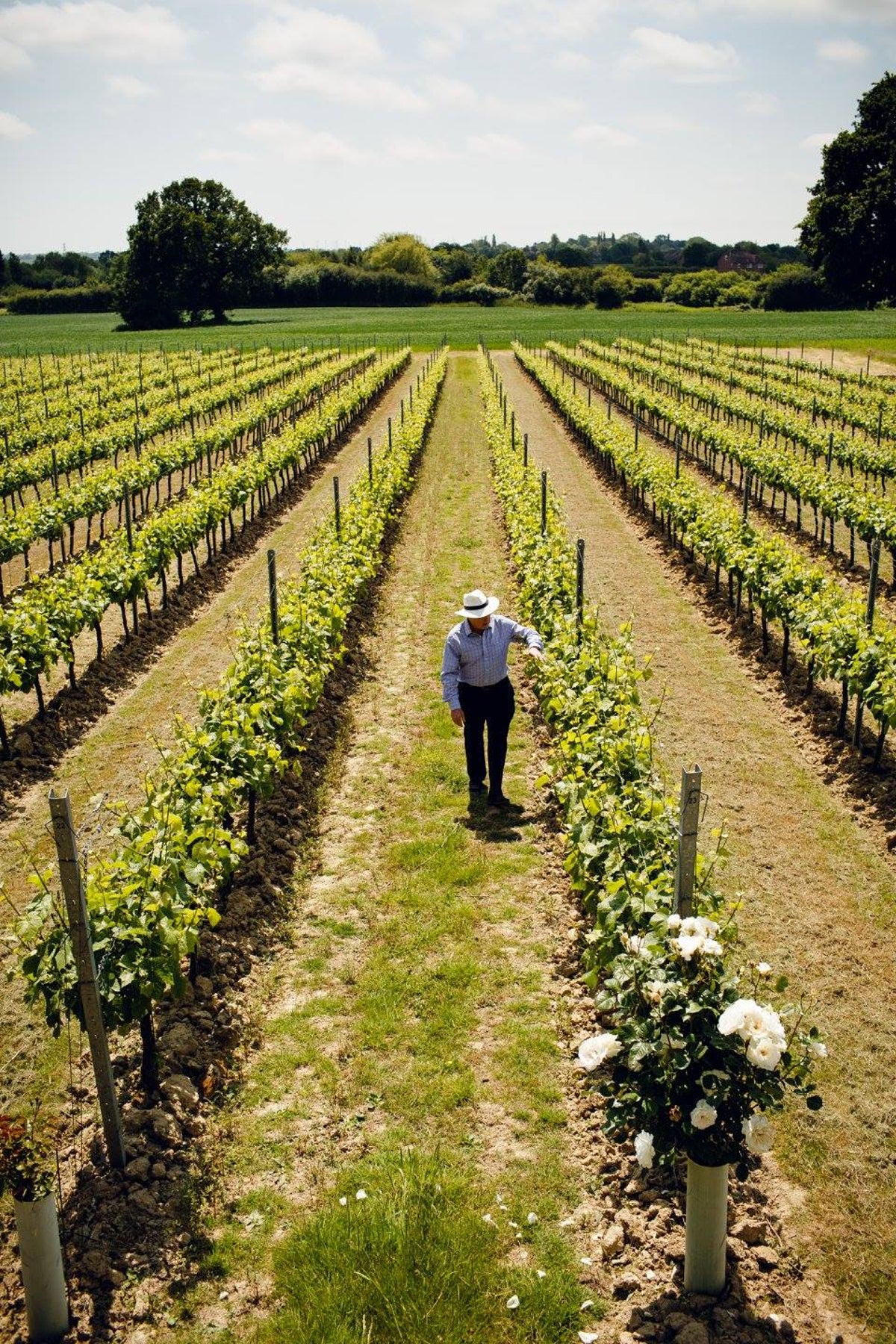 Un succès étincelant : les vins britanniques primés aux Decanter World Wine Awards
