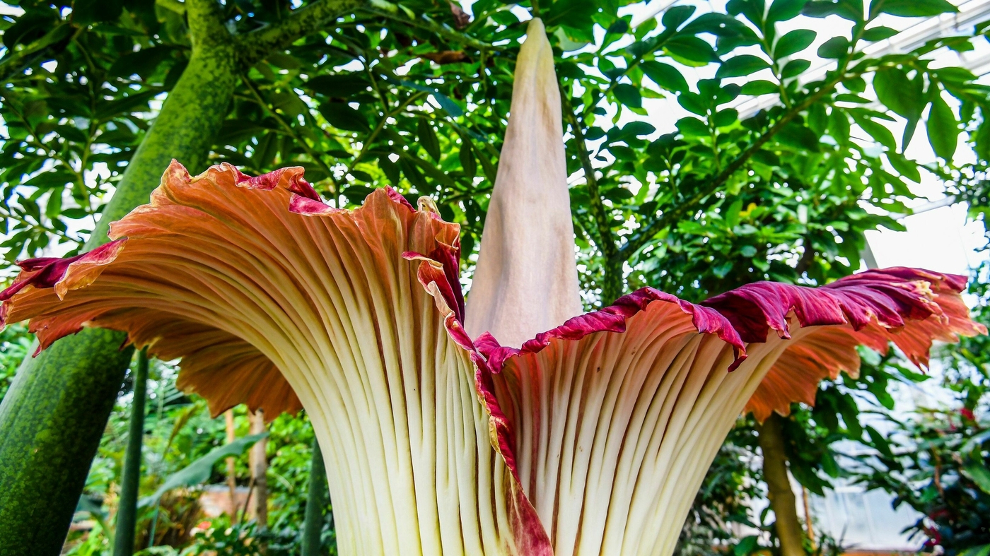 Indiciblement puant et imprévisible : deux fleurs de cadavre fleurissent aux États-Unis