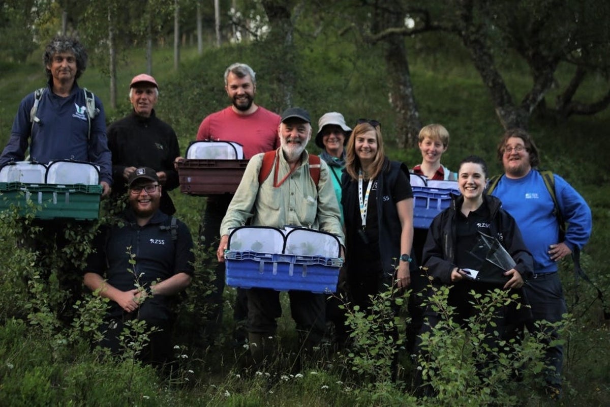 Des papillons rares relâchés à Cairngorms pour aider la population menacée