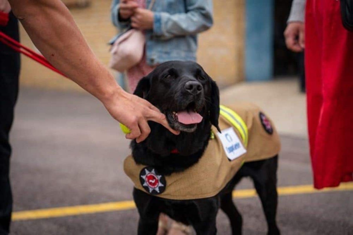 Le chien d'enquête sur les incendies le plus ancien de Grande-Bretagne prend sa retraite