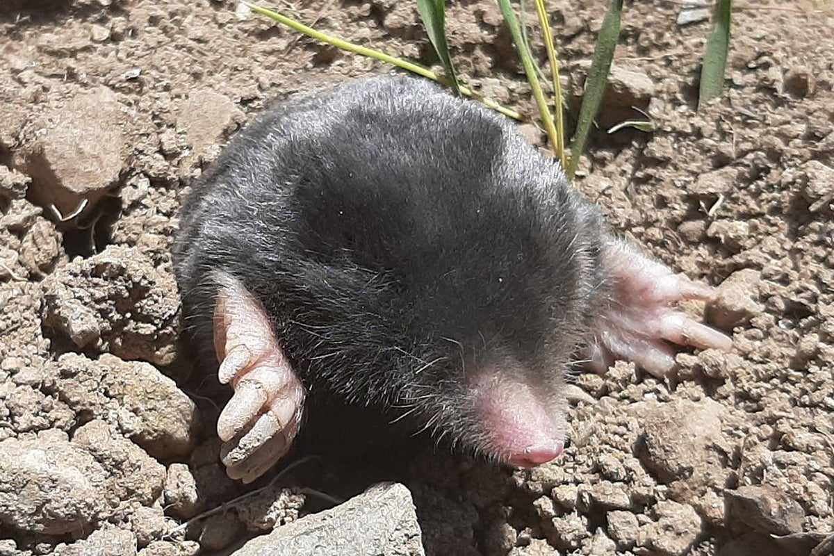 Deux nouveaux types de taupes découverts dans les montagnes de Turquie
