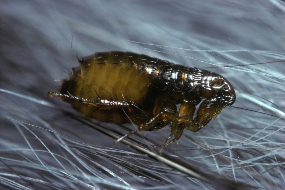 Un rapport met en garde contre une maladie transmise par les puces après une augmentation des cas, 3 décès |  Nouvelles sur la santé des communautés les plus saines