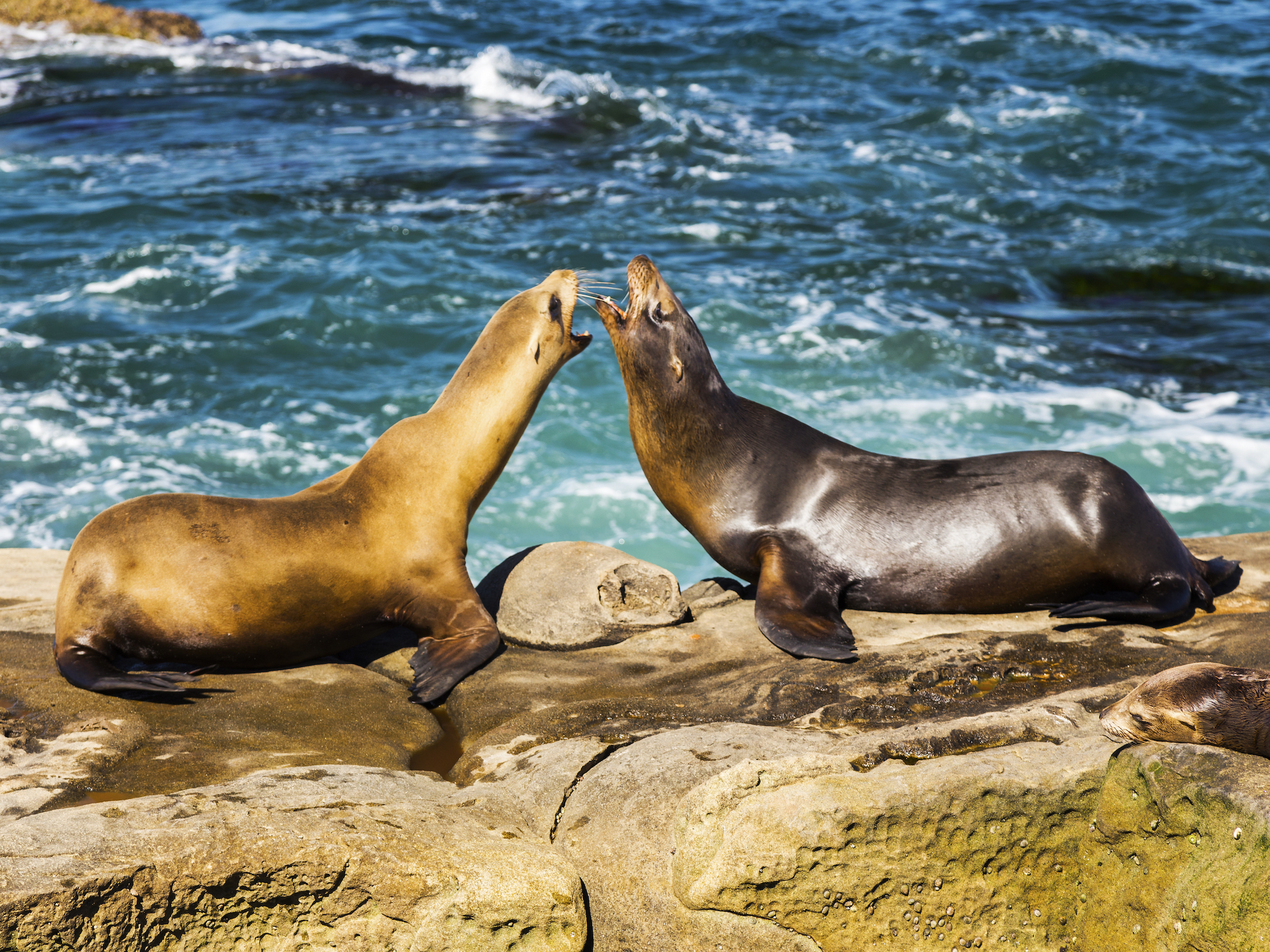 Ces plages américaines sont les meilleures pour observer la faune