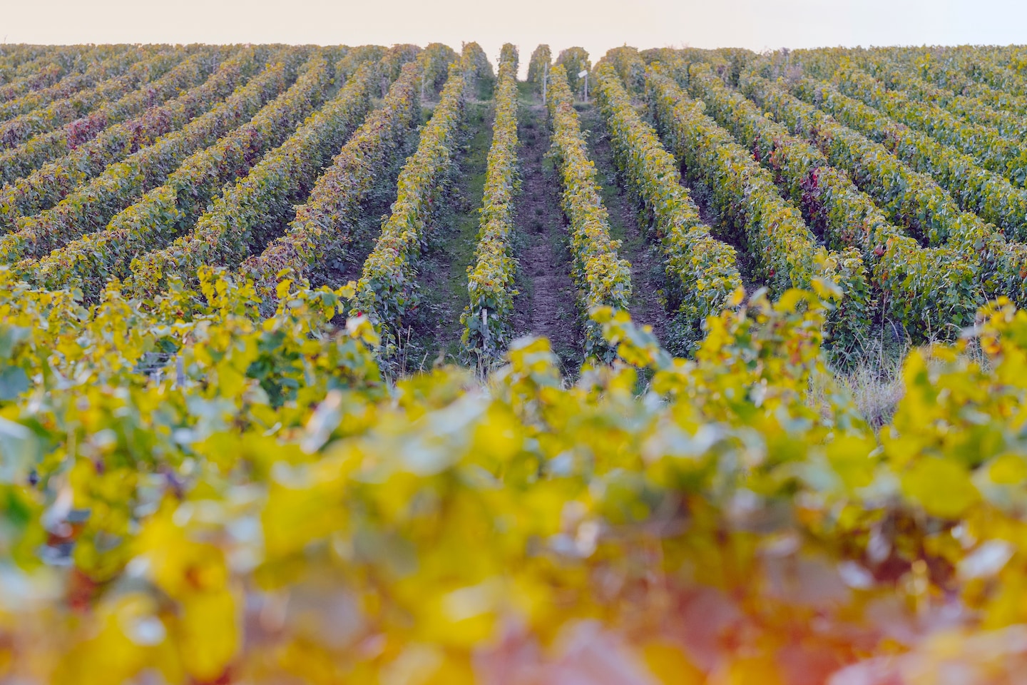 Le changement climatique bouleverse la recette du plus ancien vigneron de Champagne
