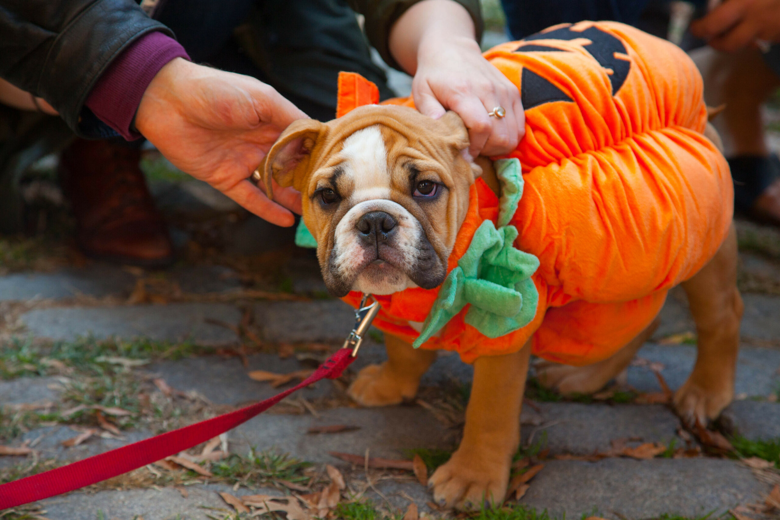 Ce sont les États les plus festifs pour célébrer Halloween