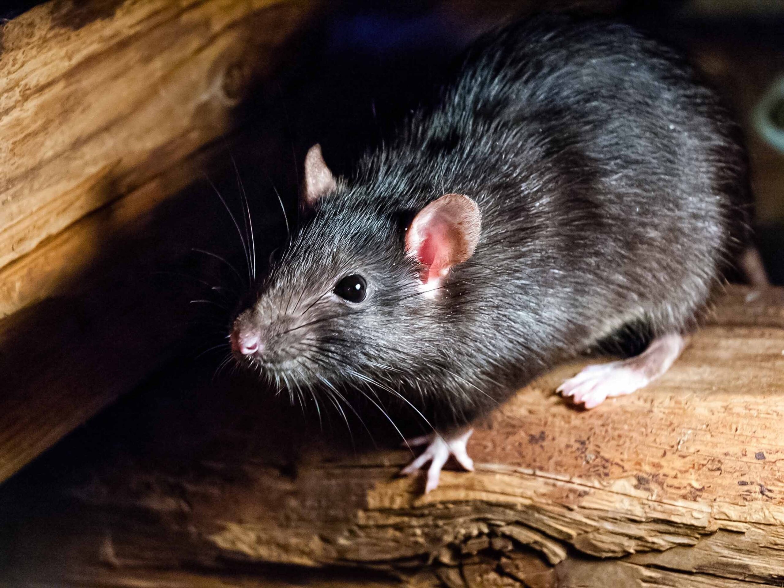 C'est la ville la plus infestée de rats des États-Unis, et ce n'est pas New York