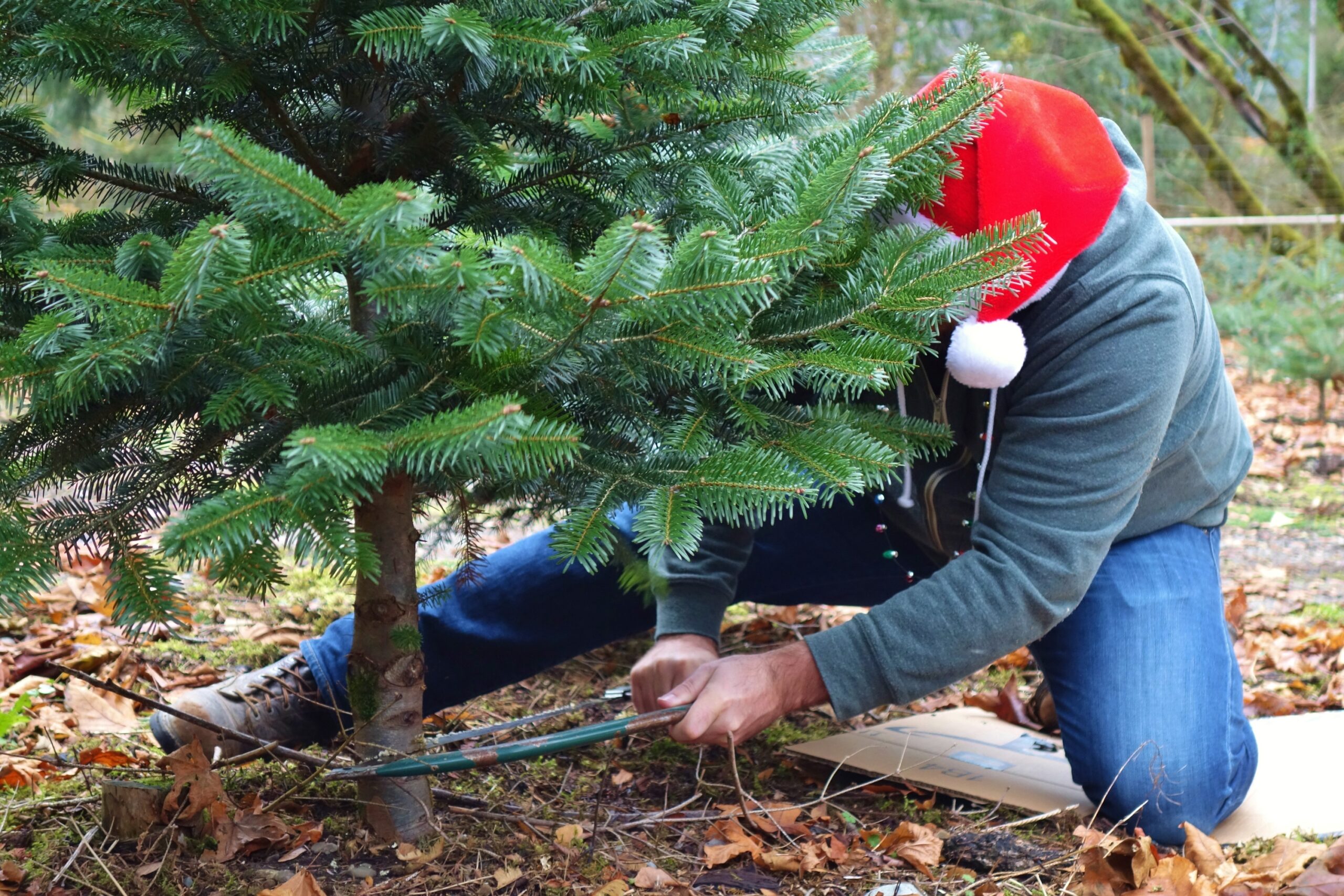 Ces forêts nationales américaines vous permettront d'abattre votre propre sapin de Noël cette année