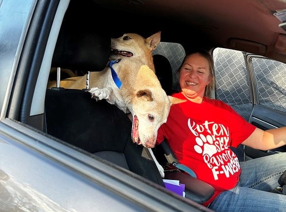 Les chiens devaient être abattus car le propriétaire était dans le coma.  Un inconnu est intervenu.
