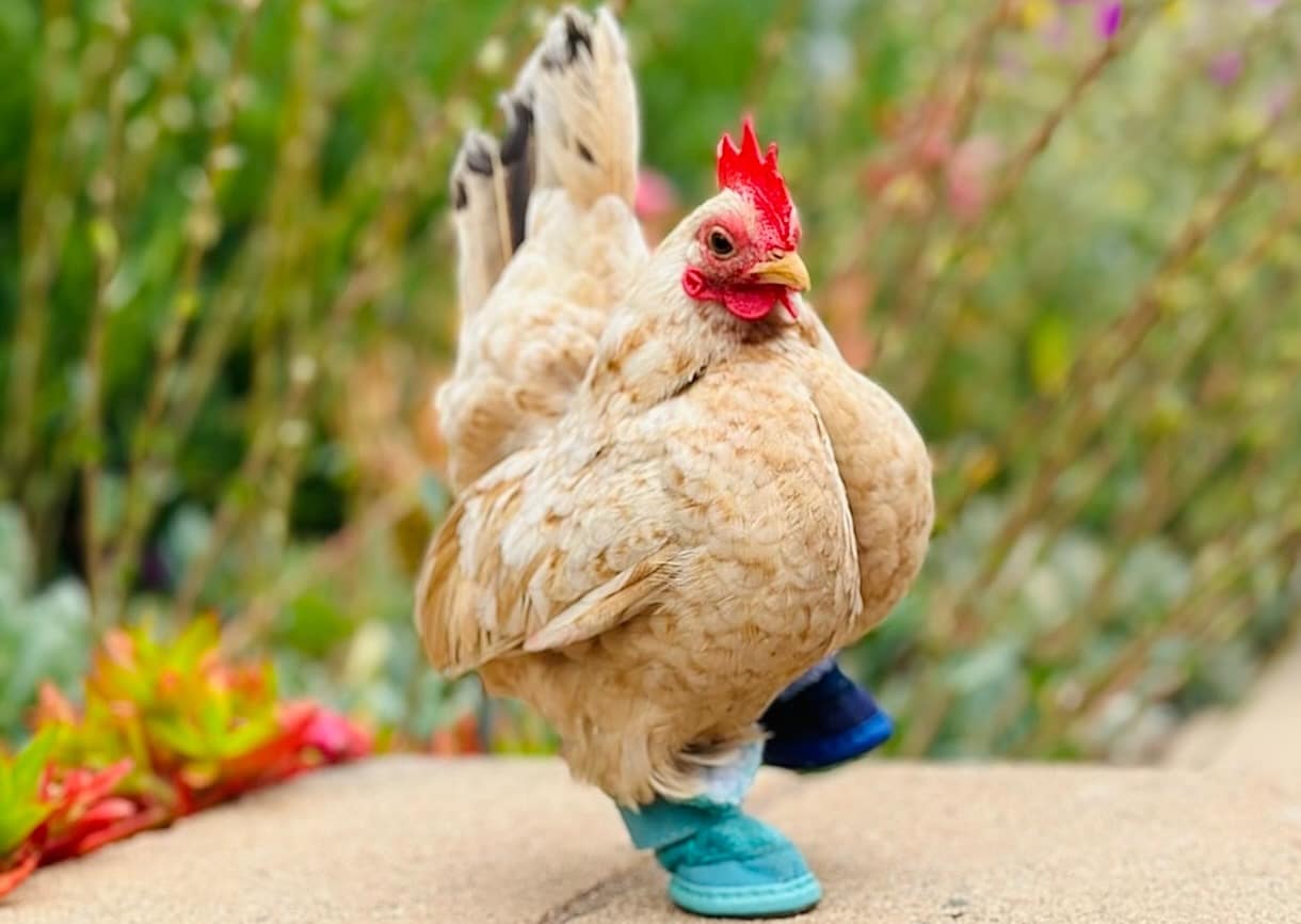 Il manquait des orteils à un poulet.  On lui a envoyé 64 petites paires de chaussures.