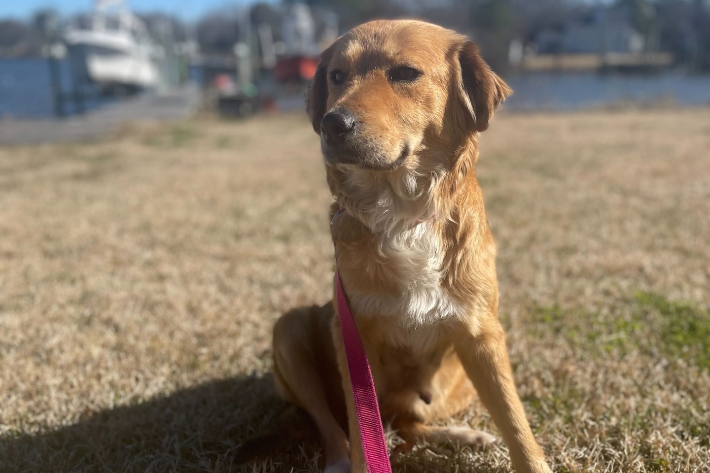 Après un sauvetage par la Garde côtière, un chien est sur le point de trouver une maison DMV
