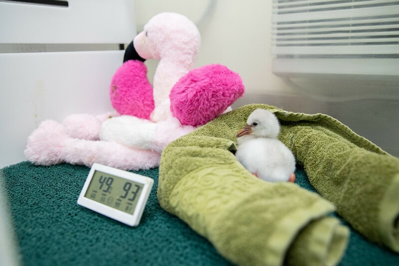 Une hôtesse de l'air sauve six œufs de flamants roses en péril et rencontre des poussins