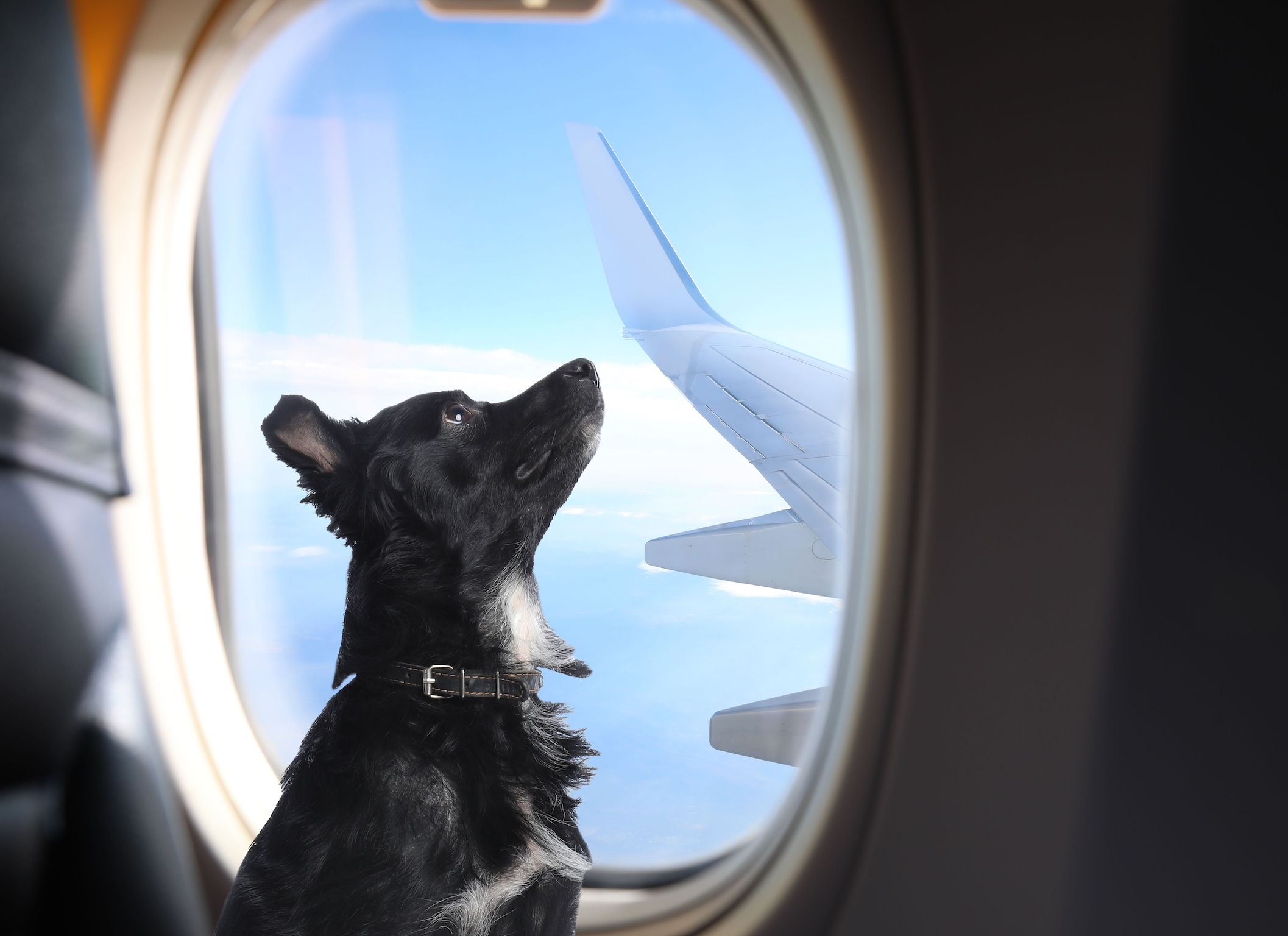 Il existe une nouvelle compagnie aérienne de luxe pour les chiens