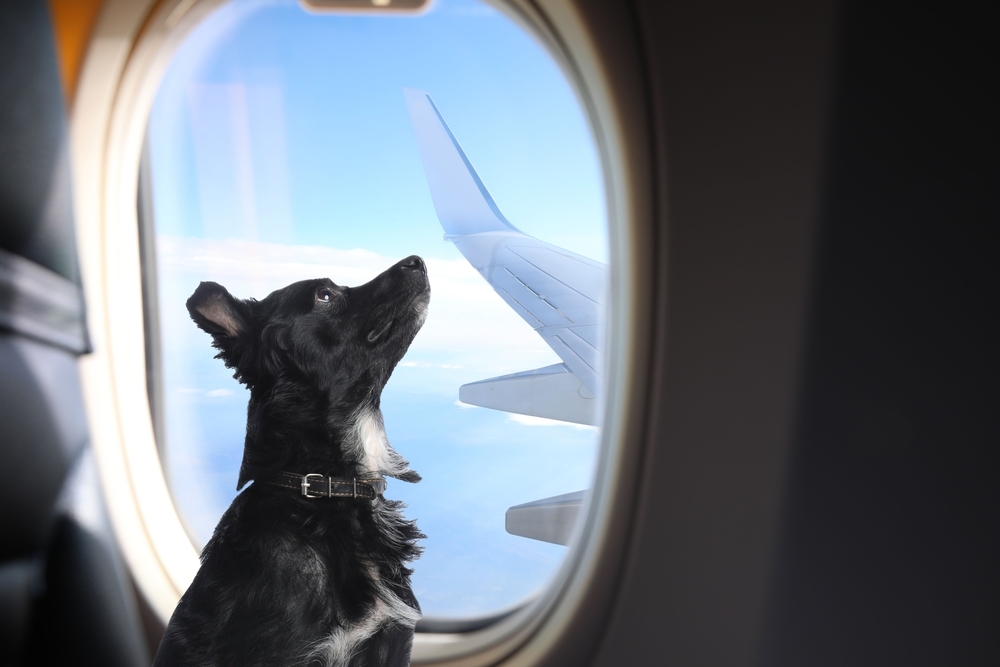 Annonce de nouvelles règles du CDC pour les personnes amenant leur chien aux États-Unis