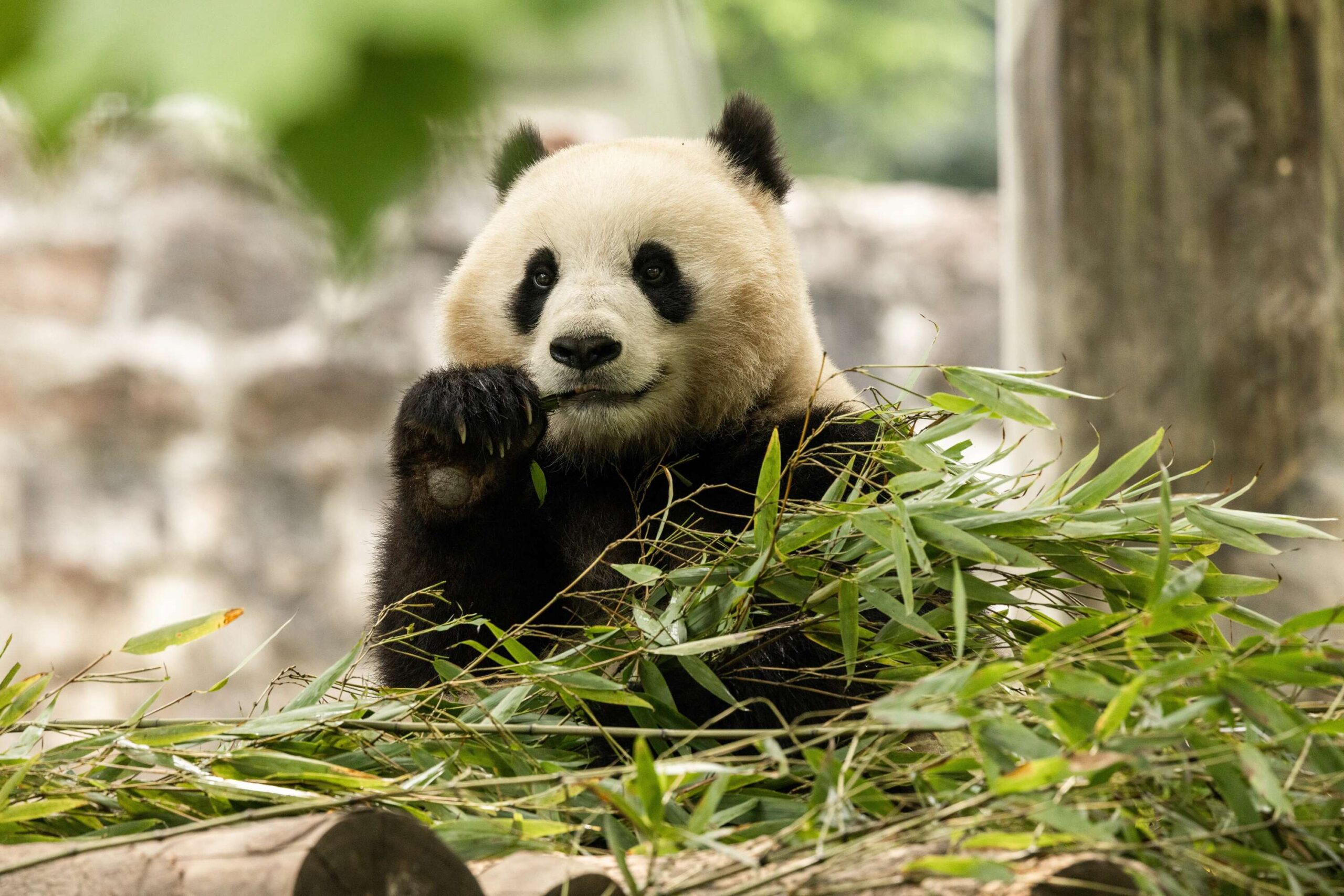 C'est officiel : de nouveaux pandas géants arrivent au zoo national du Smithsonian