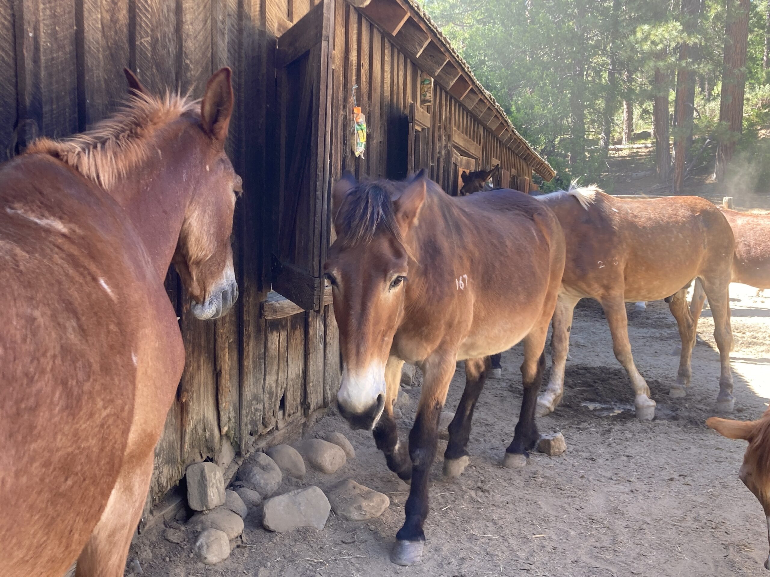 Saviez-vous que vous pouvez adopter un cheval de Yosemite ?