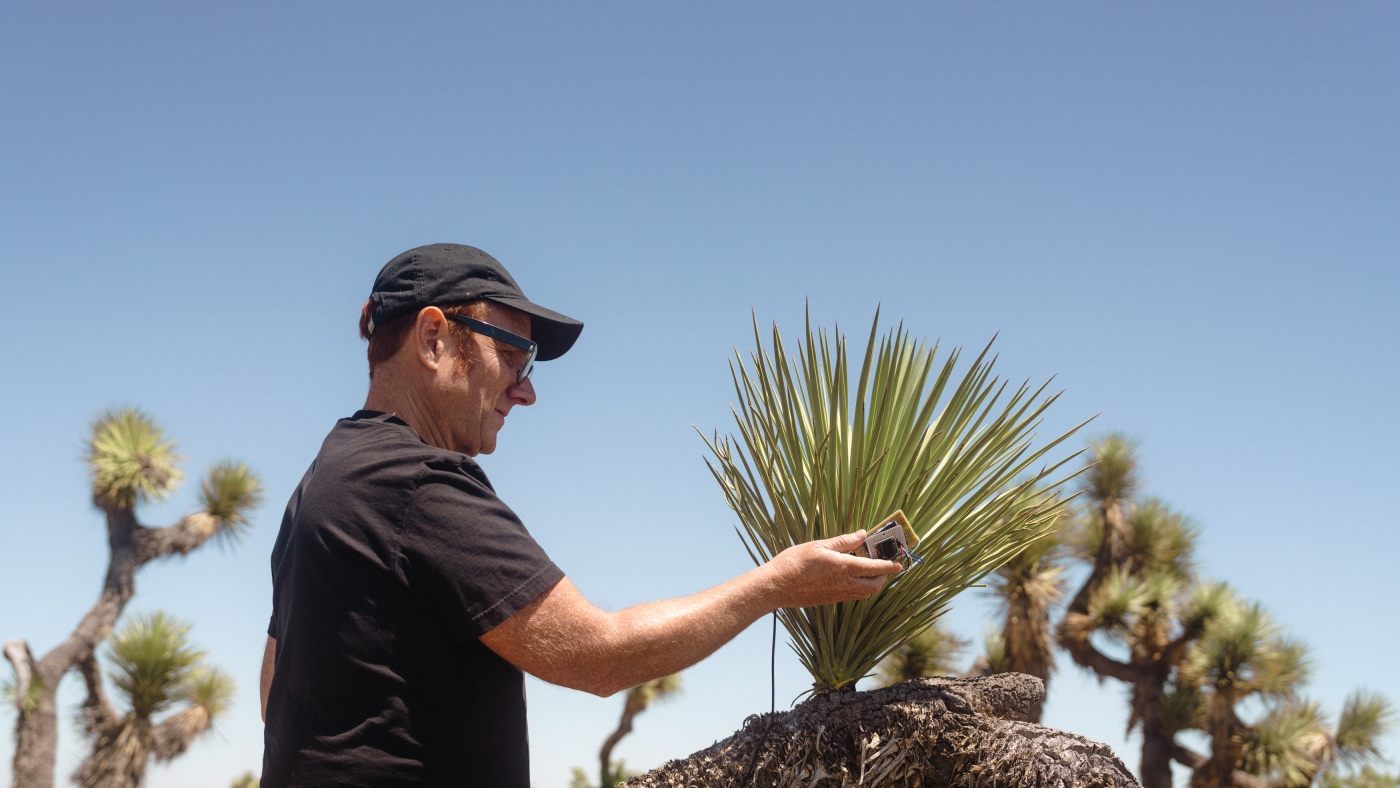 Écoutez les hurlements et les sons éthérés qu'un arbre de Josué peut faire
