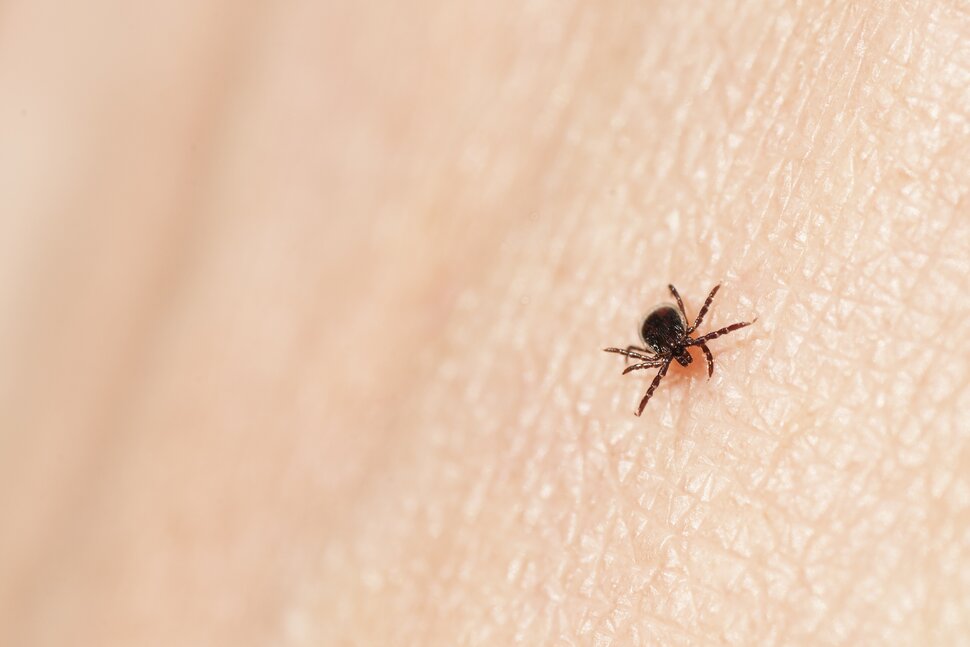 Les 10 pires états pour la maladie de Lyme
