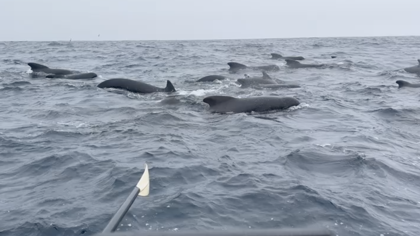 « Absolument incroyable » : un homme qui traverse l'Atlantique en solitaire à la rame est entouré de baleines