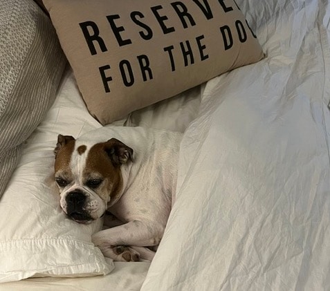 Un chien perdu a survécu dans les bois pendant près de deux mois : « Elle a défié les pronostics »