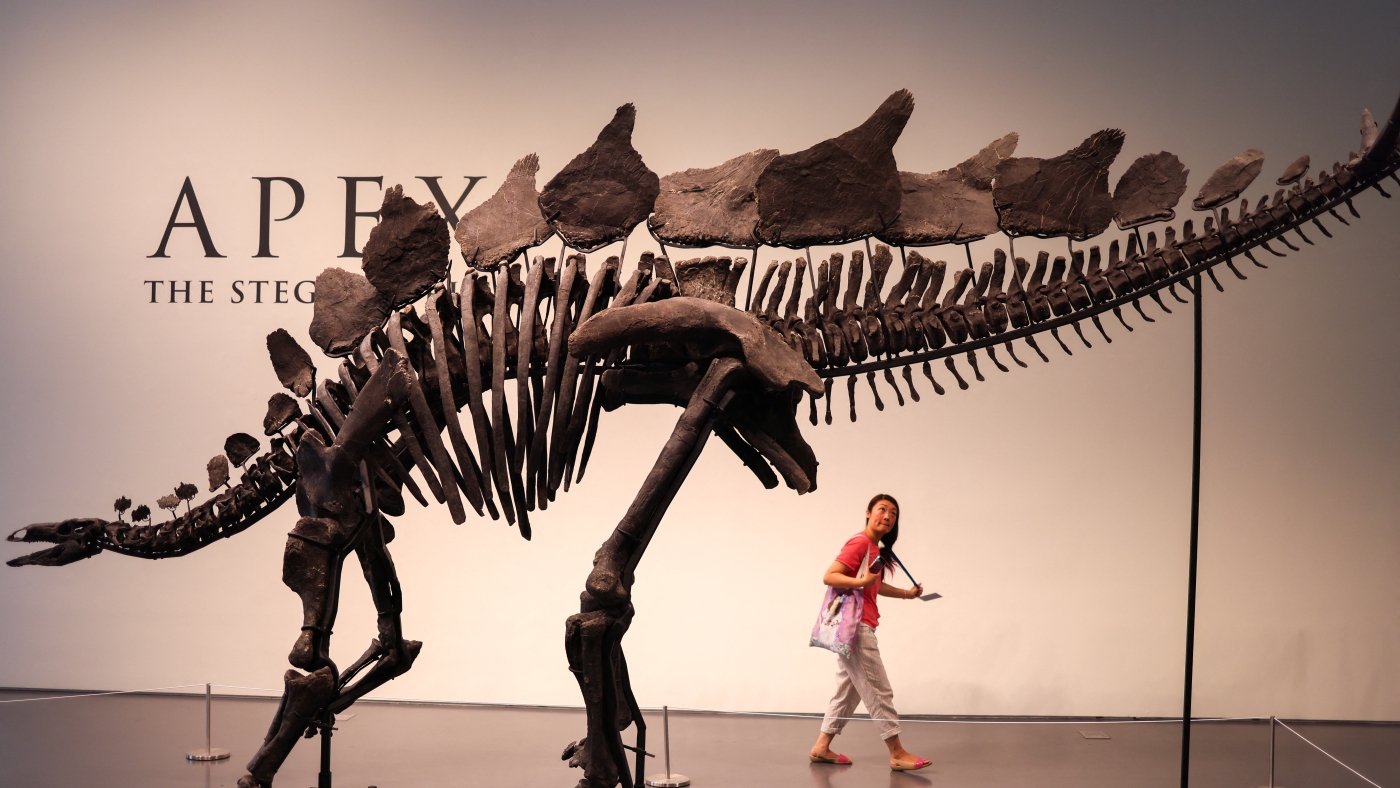 Un fossile de stégosaure pourrait rapporter 6 millions de dollars chez Sotheby's. Faut-il le vendre aux enchères ?