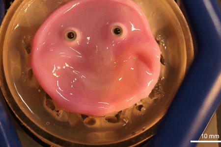 Un robot obtient un visage de « peau » vivante qui lui permet de sourire