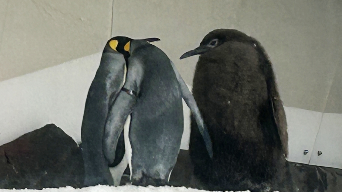 Un énorme bébé pingouin nommé Pesto avale du poisson et gagne des fans