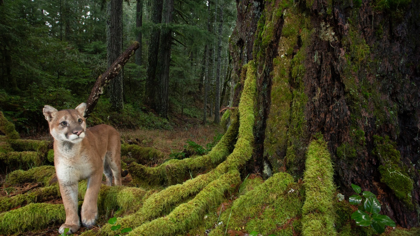 Un photographe capture la vie dans les dernières forêts anciennes d'Amérique