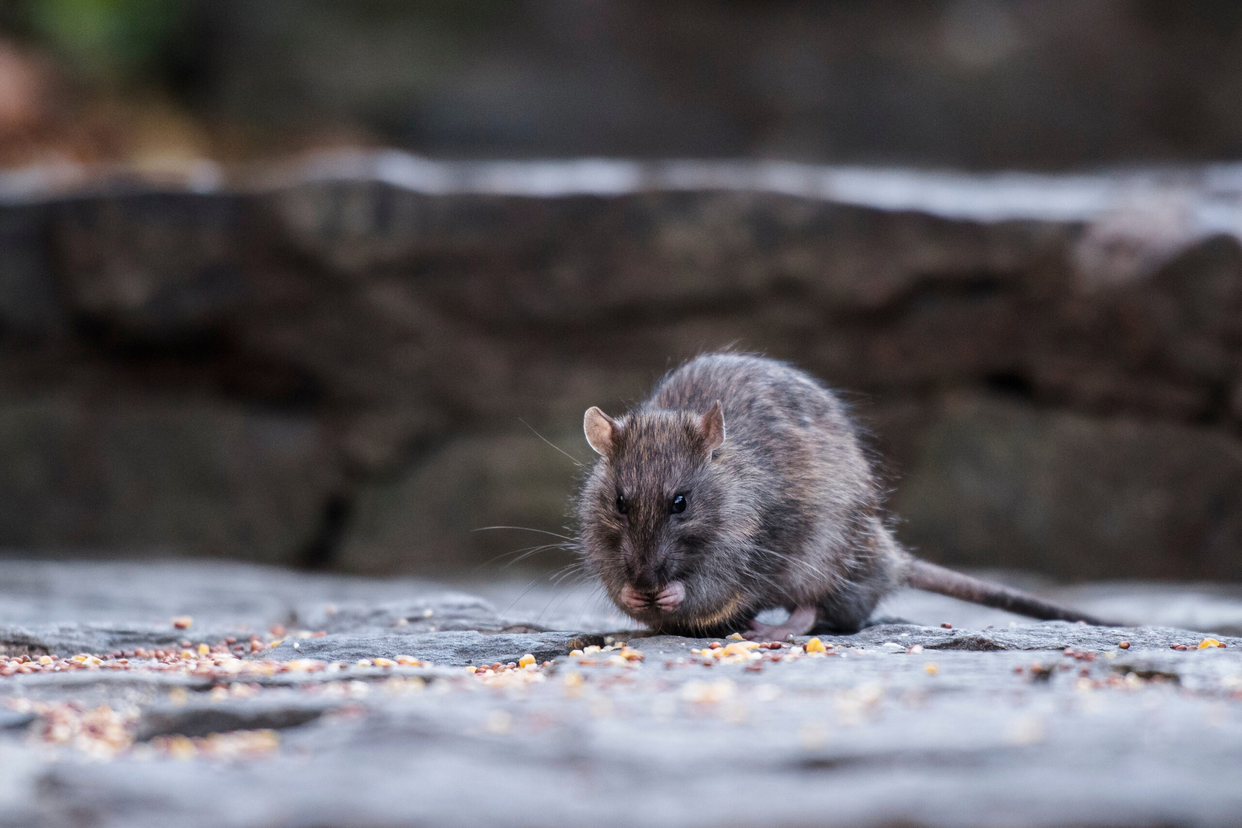 La ville la plus infestée de rats aux États-Unis n'est pas New York