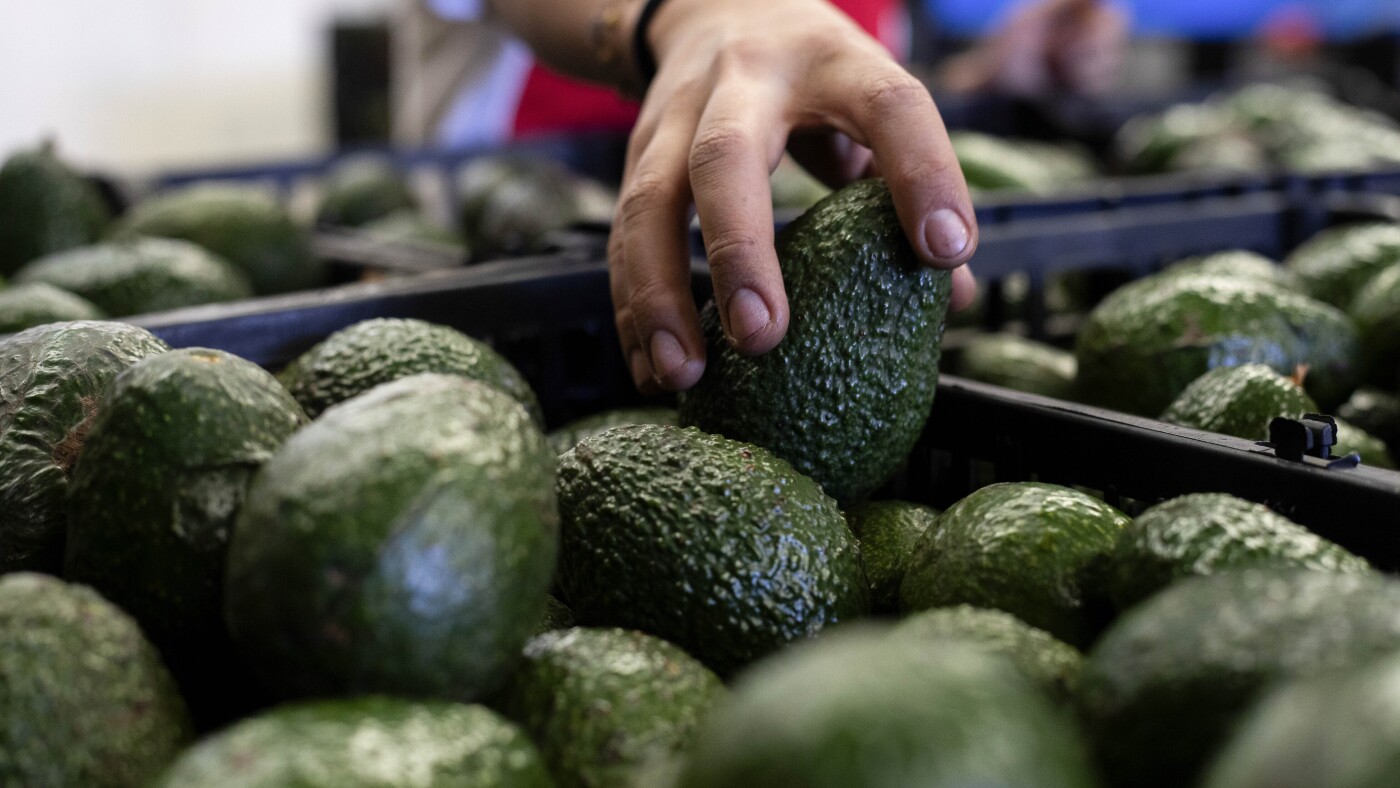 Les États-Unis confient au Mexique les inspections antiparasitaires des avocats mexicains