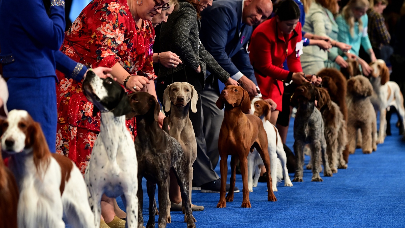 L'exposition canine nationale a expliqué : Comment un concours canin est devenu une tradition de Thanksgiving