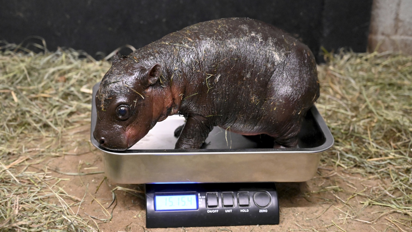 Nouvelle année, nouvel hippopotame pygmée : un sondage sur le nom de ce bébé du zoo de Virginie est en cours