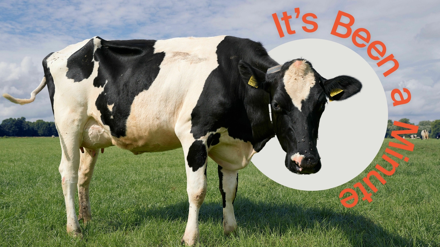 Pourquoi les gens mènent-ils les graisses de boeuf sur leur visage?