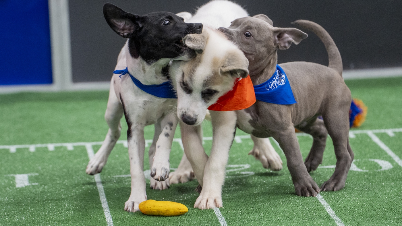 Ce n'est pas toutes la fourrure et les jeux. Voici comment fonctionne le bol de chiots