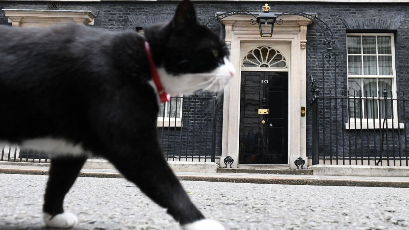 Le Cat du bureau des Affaires étrangères du Royaume-Uni se présente pour ses fonctions aux Bermudes