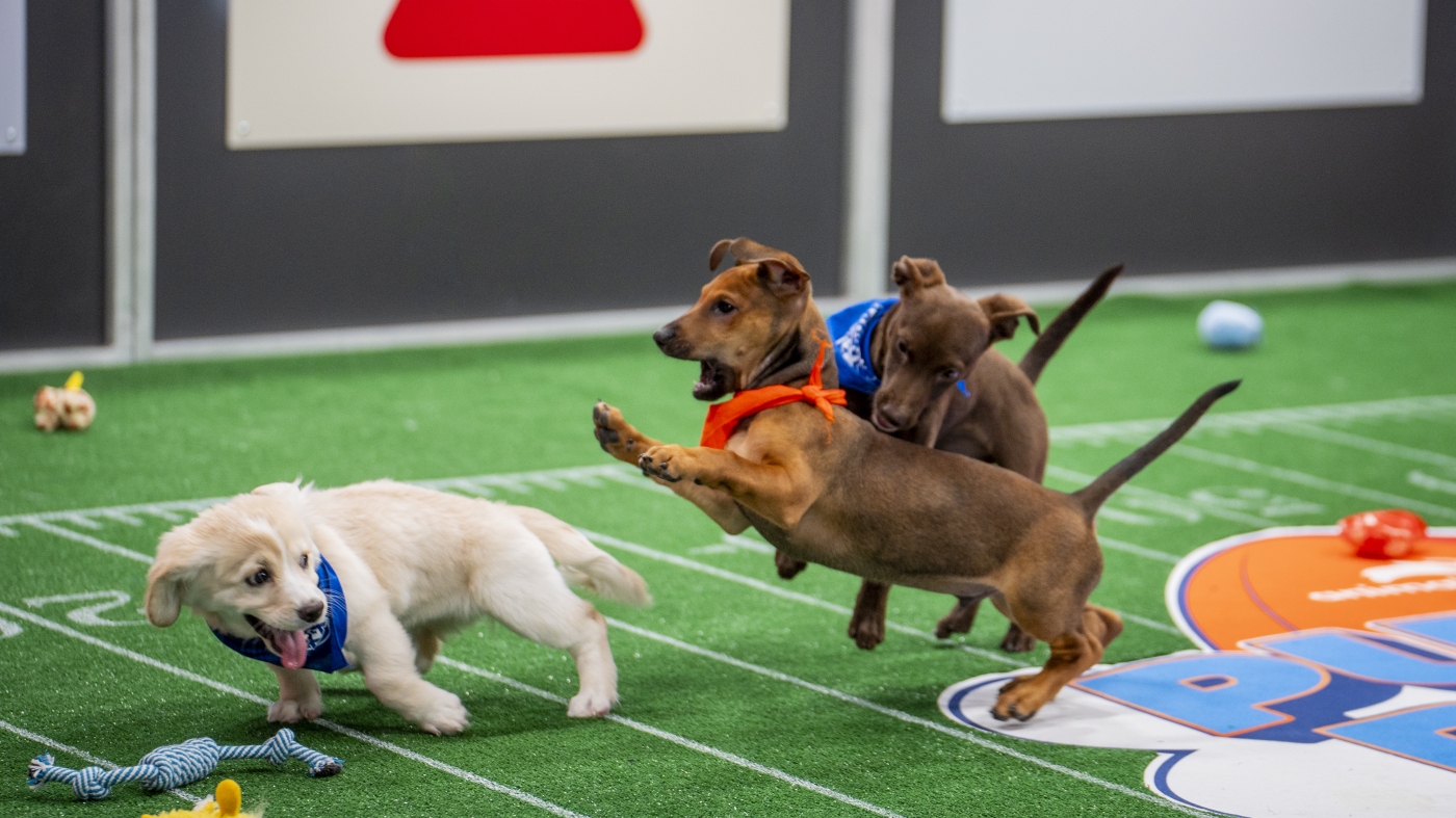 Voir Spot Run: Photos d'un bol de chiots historiques