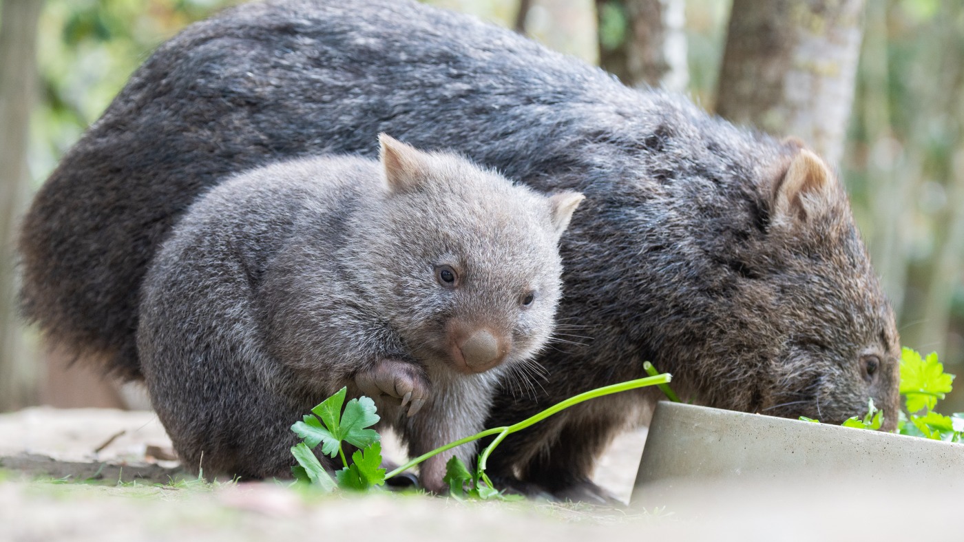 Un influenceur américain outre les Australiens en arrachant un bébé wombat de sa maman